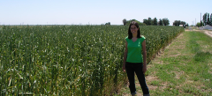 Libby O'Sullivan stands next to an heirloom wheat variety at an organic CSA farm