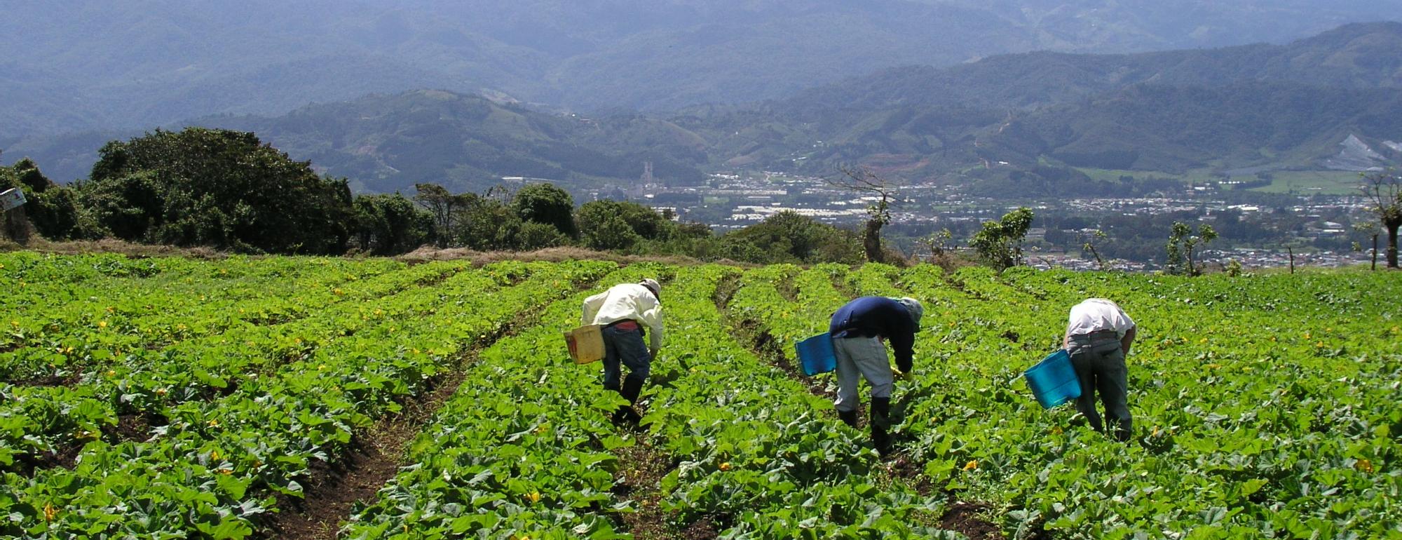 Farmworkers harvesting summer squash in Costa Rica